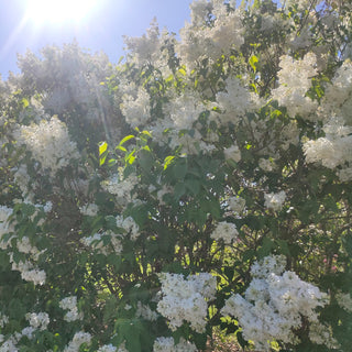 Syringa vulgaris <br>FRENCH LILAC
