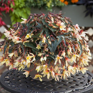 Begonia boliviensis <br>BEGONIA BOSSA NOVA YELLOW