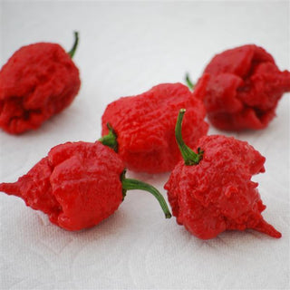 Capsicum annuum <br>CAROLINA REAPER PEPPER