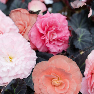 Begonia tuberhybrida <br>BEGONIA MOCCA LIGHT PINK SHADES