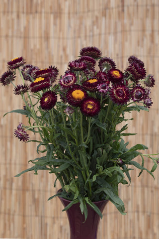 Helichrysum bracteatum <br>STRAWFLOWER RED KING SIZE