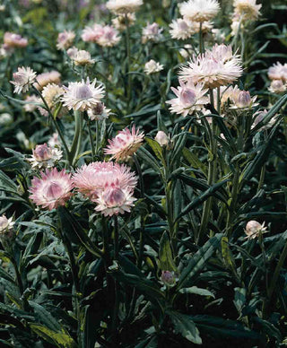Helichrysum bracteatum <br>STRAWFLOWER 'SILVERY ROSE'
