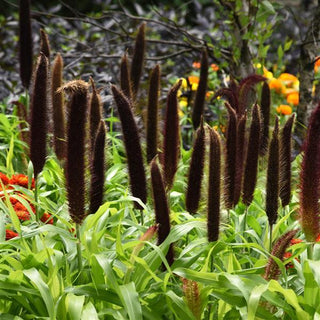 Pennisetum glaucum <br>FOUNTAIN GRASS JADE PRINCESS MILLET