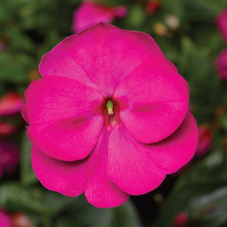 Impatiens hawkeri <br>NEW GUINEA IMPATIENS VIOLET