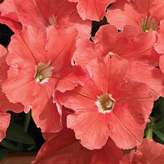 Petunia <br>PETUNIA 'PICOBELLA SALMON'
