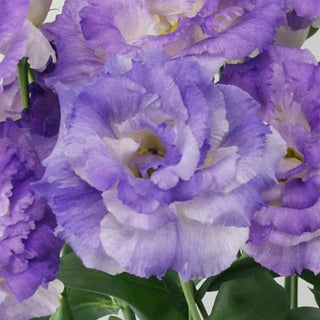 Eustoma grandiflorum <br>LISIANTHUS BLUE FLASH