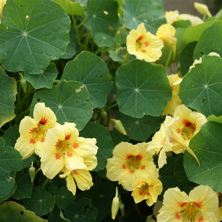 Tropaeolum majus <br>PEACH NASTURTIUM