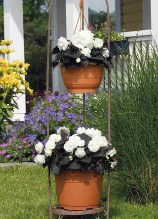 Begonia tuberhybrida <br>BEGONIA MOCCA WHITE