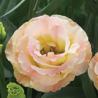 Eustoma grandiflorum <br>LISIANTHUS CHAMPAGNE CROMA