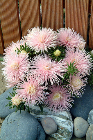 Callistephus chinensis <br>ASTER STARLIGHT LIGHT PINK