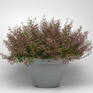 Cuphea ramosissima <br>CUPHEA PINK SHIMMER