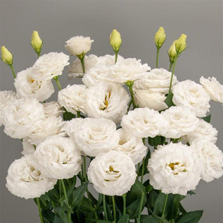 Eustoma grandiflorum <br>LISIANTHUS PURE WHITE ROSE FORM