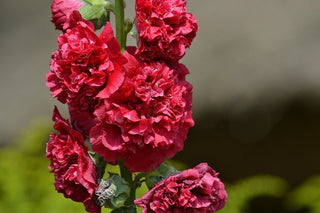 CHATER'S DOUBLE HOLLYHOCK Mix Alcea rosea