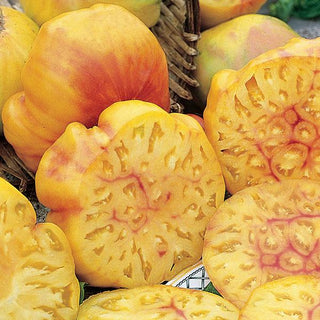 Solanum lycopersicum <br>BIG RAINBOW TOMATO