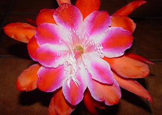 Epiphyllum crenatum <br>ORCHID CACTUS