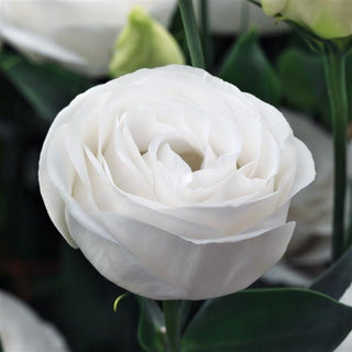 Eustoma grandiflorum <br>LISIANTHUS CUPID WHITE