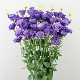 Eustoma grandiflorum <br>LISIANTHUS SKY BLUE ROSE FORM