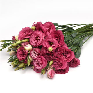 Eustoma grandiflorum <br>LISIANTHUS CARMINE EXTRA-TALL