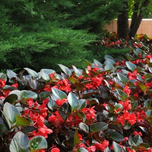 Begonia benariensis <br>BEGONIA WHOPPER RED BRONZE LEAF