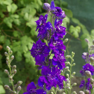 Delphinium ambigua, Consolida ajacis <br>DELPHINIUM LARKPUR QIS DARK BLUE