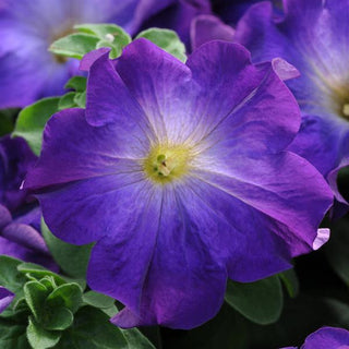 Petunia <br>PETUNIA SOPHISTICA BLUE MORN