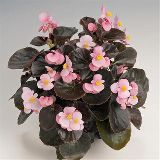 Begonia semperflorens <br>BEGONIA COCKTAIL BRANDY