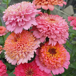 Zinnia elegans <br>ZINNIA CUP CAKES PINK
