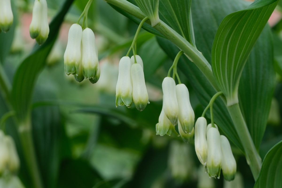 GREAT SOLOMON'S SEAL Polygonatum biflorum – Ferri Seeds