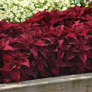 Coleus <br>COLEUS PREMIUM 'PAPRIKA'
