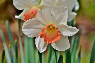 Narcissus <br>NARCISSUS DAFFODIL