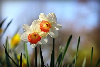 Narcissus <br>NARCISSUS DAFFODIL