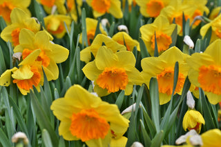 Narcissus <br>NARCISSUS DAFFODIL