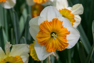 Narcissus <br>NARCISSUS DAFFODIL