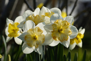 Narcissus <br>NARCISSUS DAFFODIL