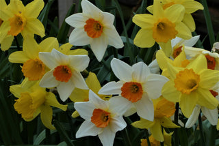 Narcissus <br>NARCISSUS DAFFODIL