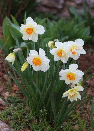 Narcissus <br>NARCISSUS DAFFODIL