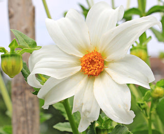 Dahlia imperialis <br>WHITE TREE DAHLIA, BELL DAHLIA