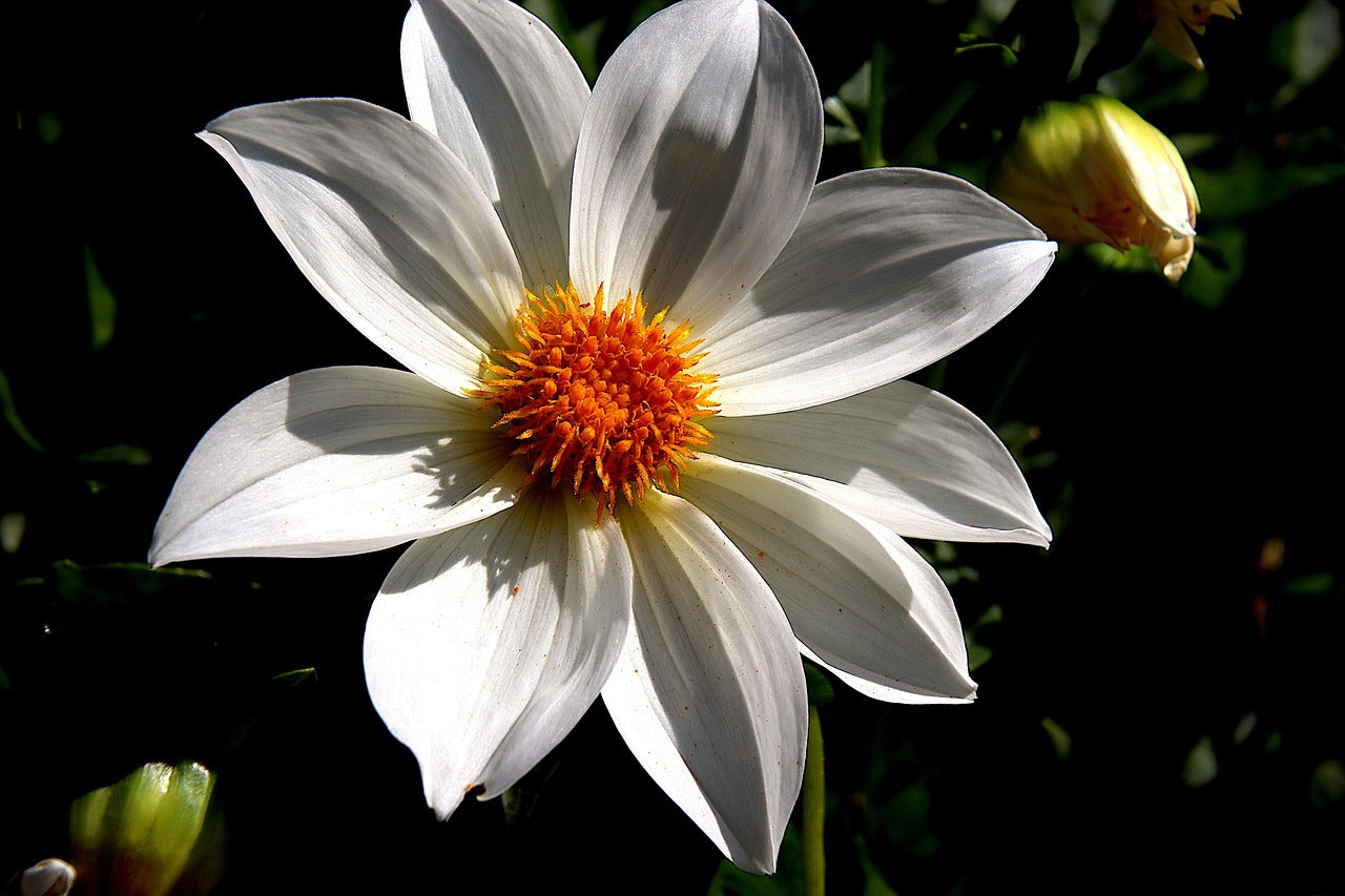 dahlia imperialis seeds Dahlia imperialis DAHLIA TREE FORM, BELL DAHLIA – Ferri Seeds