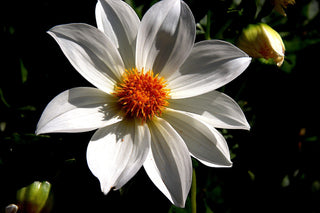 Dahlia imperialis <br>WHITE TREE DAHLIA, BELL DAHLIA