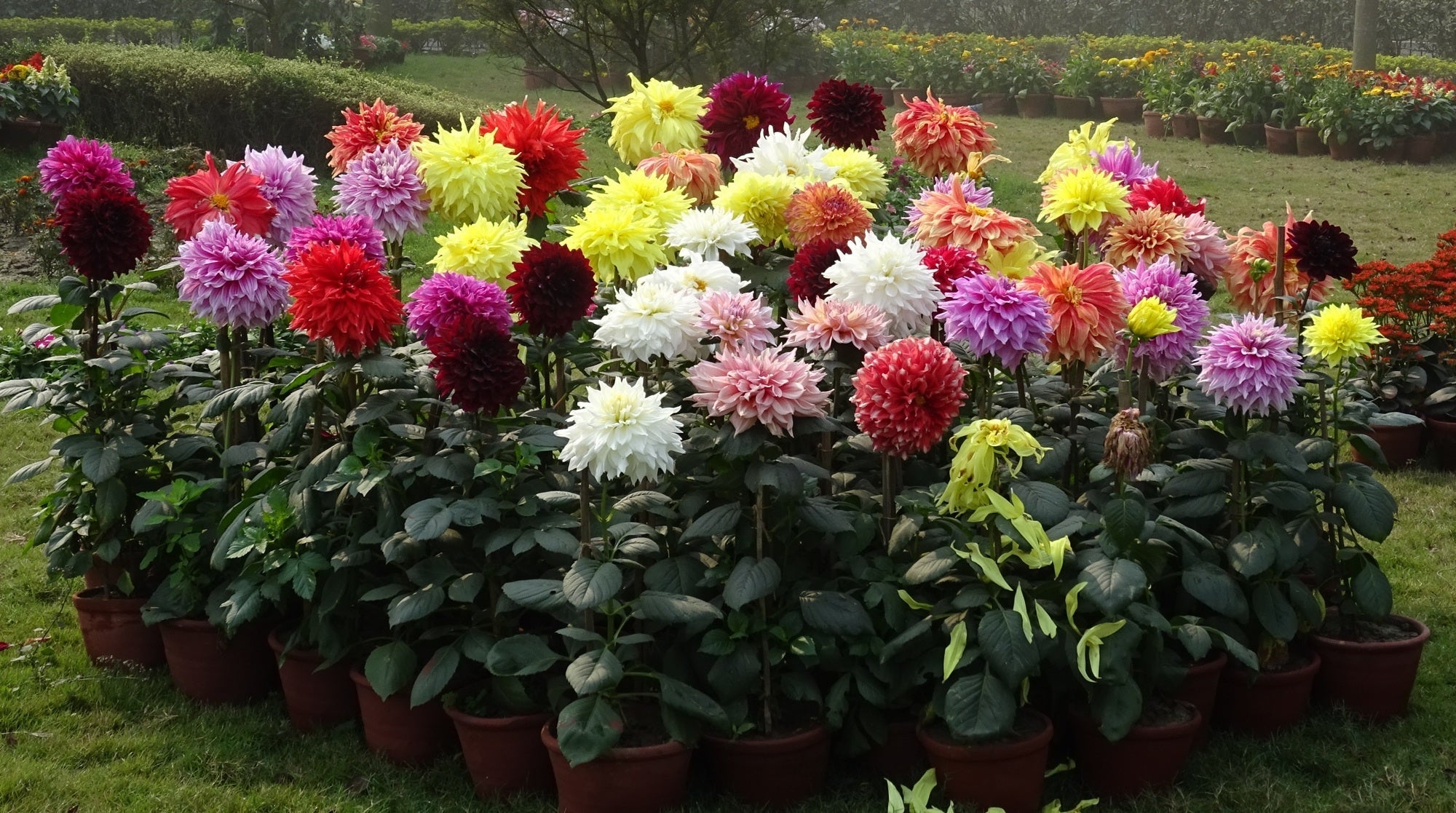 dahlia flower seeds online Dahlia grandiflora DAHLIA LARGE DOUBLE – Ferri Seeds
