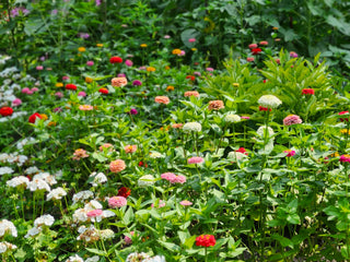 Zinnia elegans <br>ZINNIA GIANTS DAHLIA-STYLE MIX
