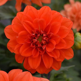 Dahlia <br>DAHLIA COMPACT ORANGE