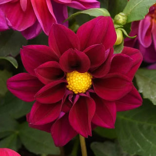 Dahlia <br>DAHLIA COMPACT VIOLET