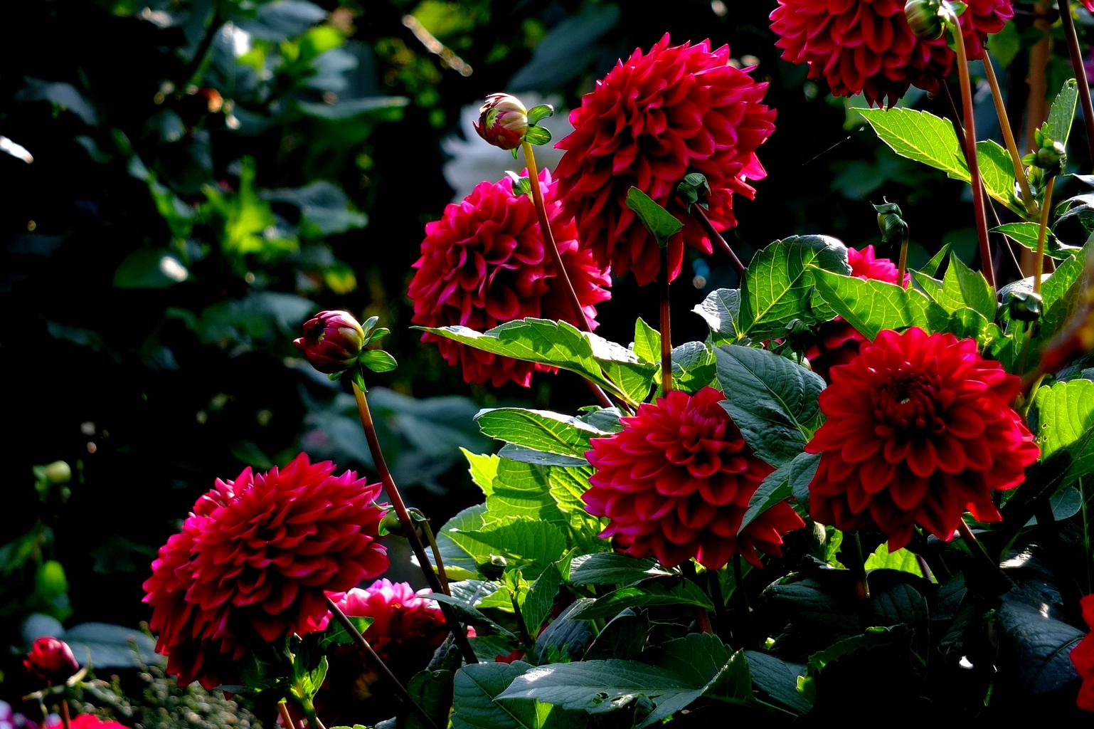 dahlia pinnata seeds Dahlia pinnata DAHLIA 'BLOODY MARY' – Ferri Seeds
