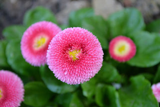 Bellis perennis <br>POMPOM ENGLISH DAISY MIX