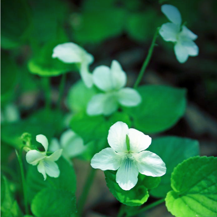 Viola odorata SWEET VIOLET LIGHT BLUE TO WHITE – Ferri Seeds