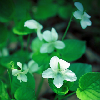Viola odorata <br>SWEET VIOLET PALE BLUE TO WHITE
