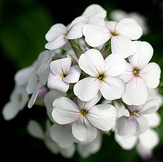 Hesperis matronalis <br>WHITE DAME'S ROCKET