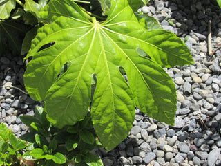 Aralia sieboldii, Fatsia japonica <br>JAPANESE ARALIA