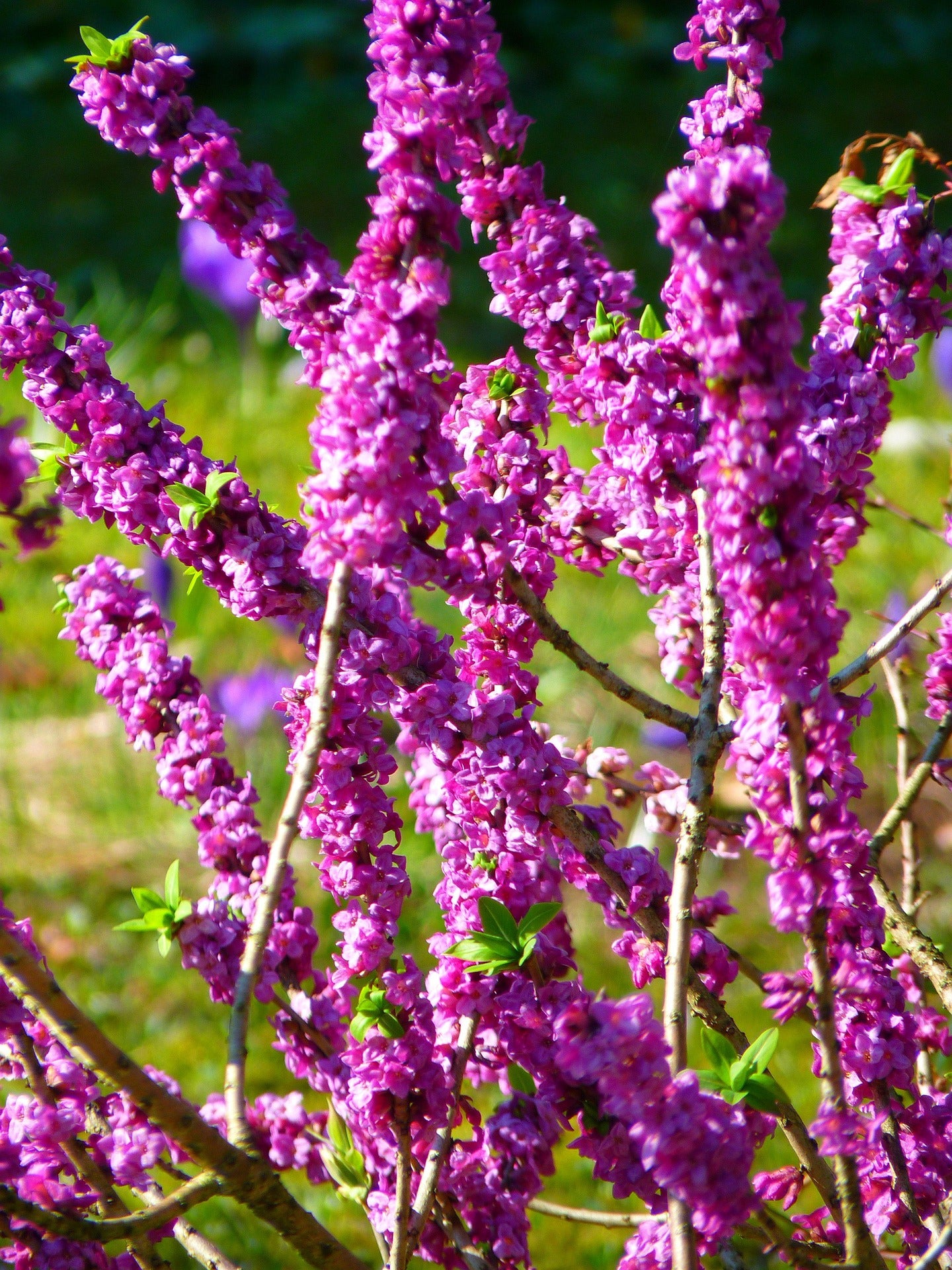 daphne plant seeds Daphne mezereum PINK DAPHNE – Ferri Seeds